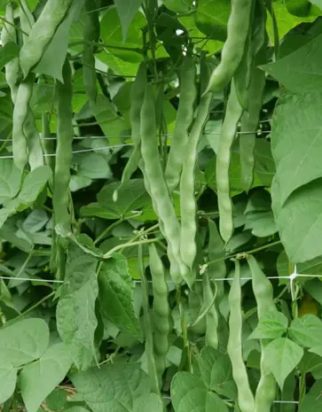 De Zaderij Biologische Stoksnijboon Musica