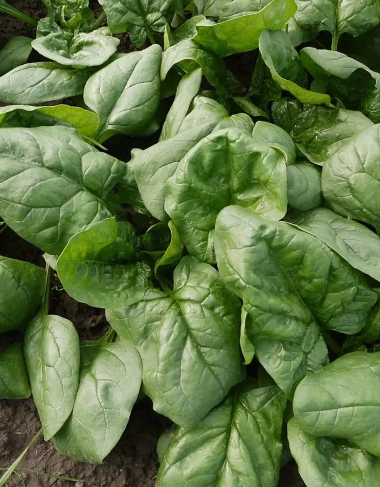 De Zaderij Biologische Spinazie Butterflay