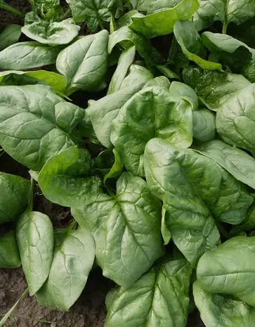 De Zaderij Biologische Spinazie Butterflay