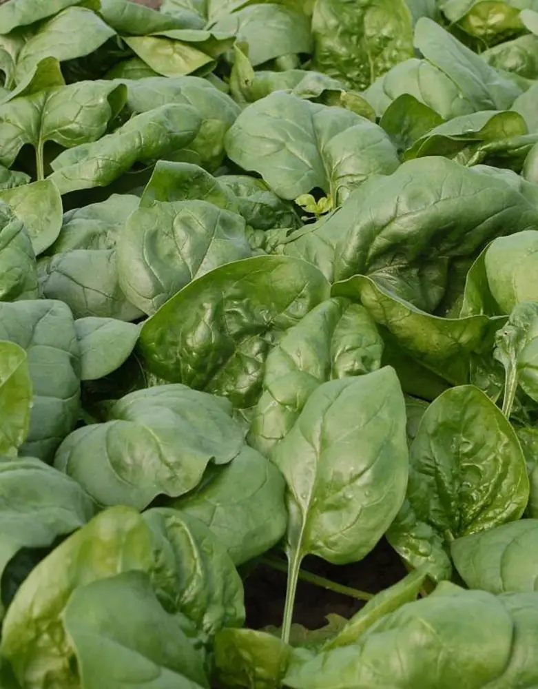 De Zaderij Biologische Spinazie Butterflay