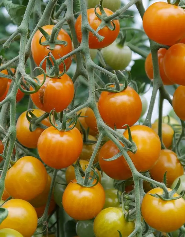 De Zaderij Biologische Tomaat Goldmarie (Goldiana)