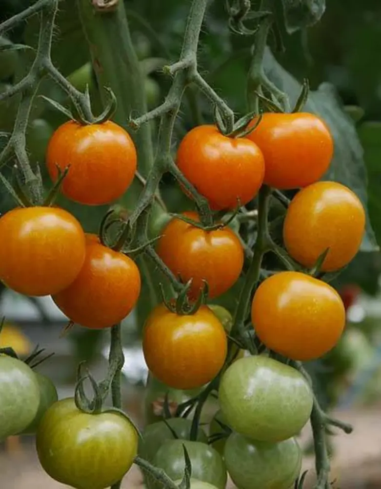 De Zaderij Biologische Tomaat Goldmarie (Goldiana)