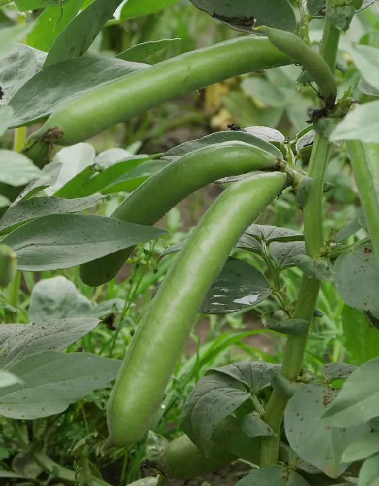 De Zaderij Biologische Tuinboon Tineke's Witkiem De Zaderij Biologische Tuinboon Tineke's Witkiem