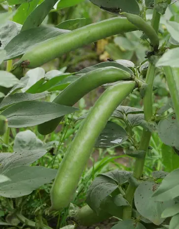 De Zaderij Biologische Tuinboon Tineke's Witkiem De Zaderij Biologische Tuinboon Tineke's Witkiem