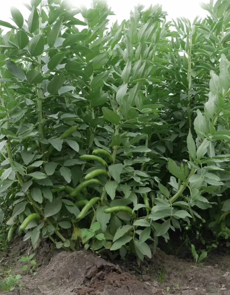 De Zaderij Biologische Tuinboon Tineke's Witkiem De Zaderij Biologische Tuinboon Tineke's Witkiem