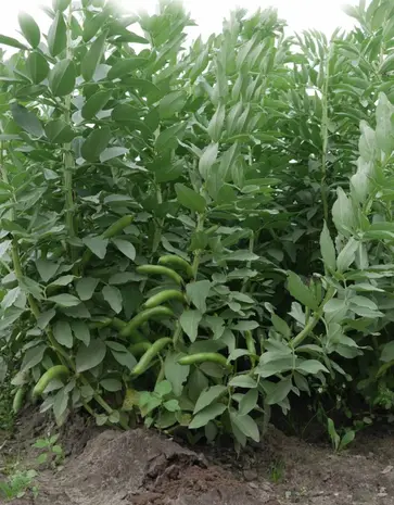 De Zaderij Biologische Tuinboon Tineke's Witkiem De Zaderij Biologische Tuinboon Tineke's Witkiem
