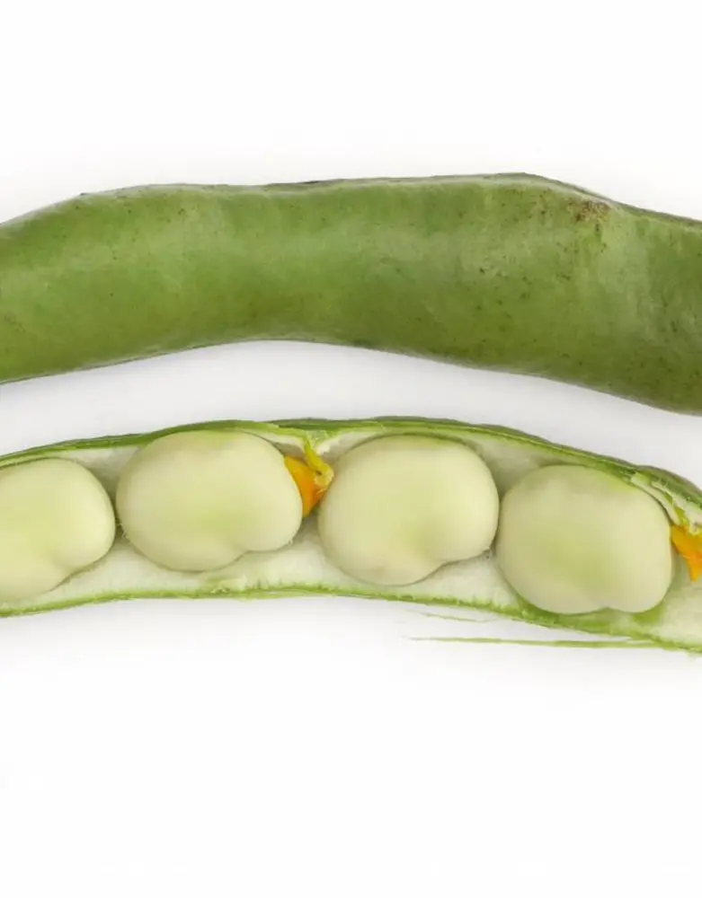 De Zaderij Biologische Tuinboon Tineke's Witkiem De Zaderij Biologische Tuinboon Tineke's Witkiem