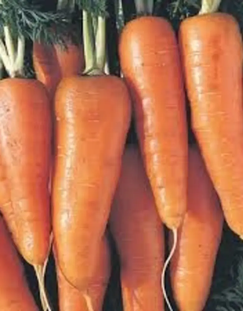 De Zaderij Biologische Scarlet Horn zomerwortel