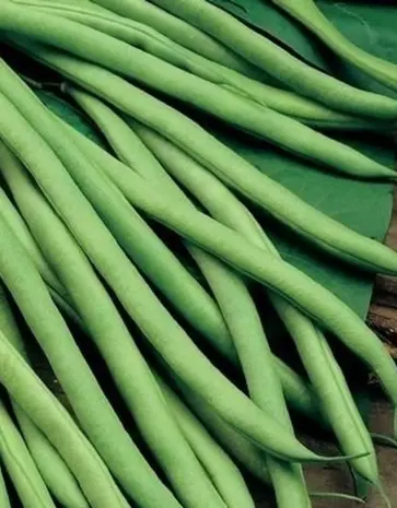 De Zaderij Biologische Stokslaboon Non Plus Ultra - Princessenboon