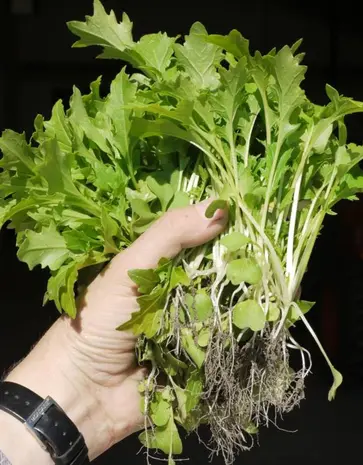 De Zaderij Biologische Raapstelen Namenia