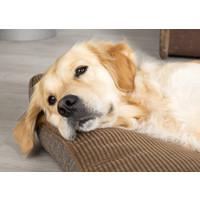 Scruffs Windsor Matress Scruffs® Scruffs Windsor Matress
