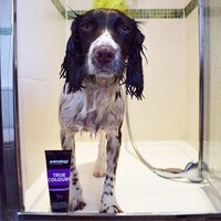 Animology True Colours Dog Shampoo Animology Animology True Colours Dog Shampoo
