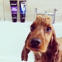 Animology True Colours Dog Shampoo Animology Animology True Colours Dog Shampoo
