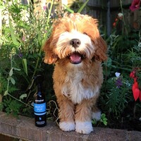 Animology Mucky Pup Droog Shampoo Animology Animology Mucky Pup Droog Shampoo