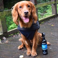 Animology Mucky Pup Droog Shampoo Animology Animology Mucky Pup Droog Shampoo