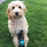 Animology Puppy Fresh Refreshing Spray Animology Animology Puppy Fresh Refreshing Spray