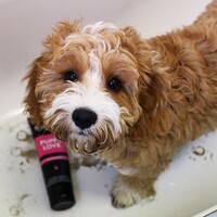 Animology Puppy Love Shampoo Animology Animology Puppy Love Shampoo