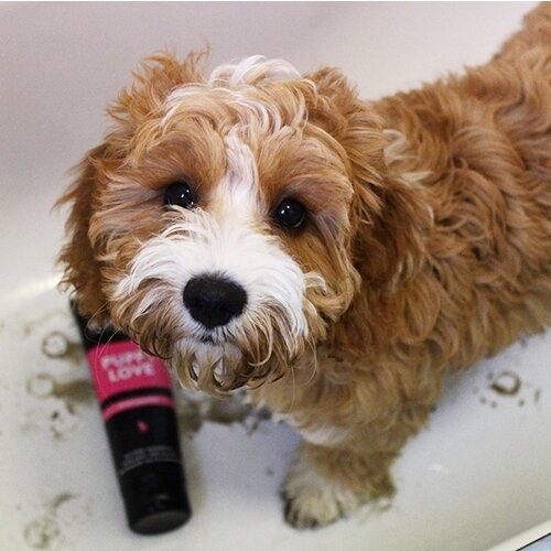 Animology Animology Puppy Love Shampoo