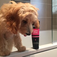 Animology Puppy Love Shampoo Animology Animology Puppy Love Shampoo