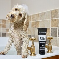 Animology White Wash Shampoo (4X) Animology Animology White Wash Shampoo (4X)