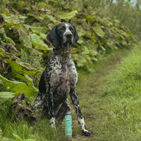 Greenfields Hondenshampoo Aloe Vera Greenfields Greenfields Hondenshampoo Aloe Vera