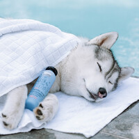 Greenfields Dog Shampoo White Coat Greenfields Greenfields Dog Shampoo White Coat