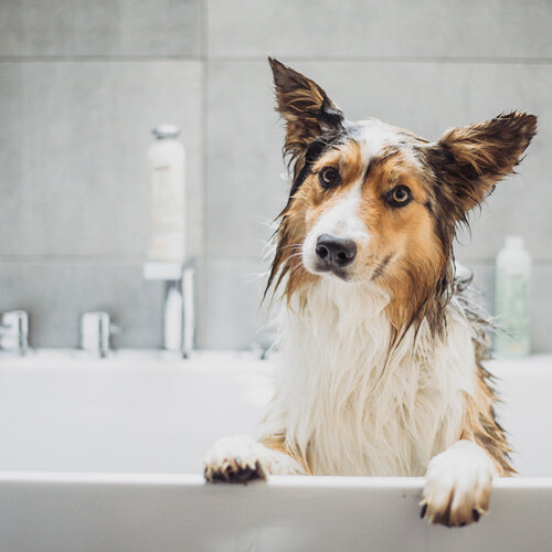 Greenfields Greenfields Hondenshampoo & Conditioner