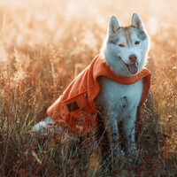 Greenfields Cape Towel - Handdoek voor Honden Greenfields Greenfields Cape Towel - Handdoek voor Honden