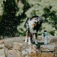 Greenfields Dog Shampoo Black Coat 250 ml Greenfields Greenfields Dog Shampoo Black Coat 250 ml