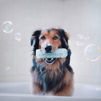Greenfields Dog Shampoo Colourful Coat 250 ml Greenfields Greenfields Dog Shampoo Colourful Coat 250 ml