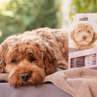 Greenfields Labradoodle Care Set 2x250ml Greenfields Greenfields Labradoodle Care Set 2x250ml