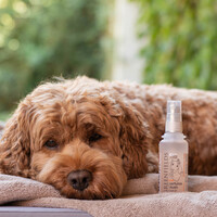 Greenfields Dog Perfume Blush 75 ml Greenfields Greenfields Dog Perfume Blush 75 ml
