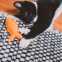Beco Plush Catnip Toy - Budgie Beco Beco Plush Catnip Toy - Budgie