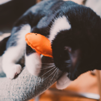 Beco Plush Catnip Toy - Budgie Beco Beco Plush Catnip Toy - Budgie