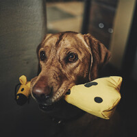 Beco Plush Toy - George the Giraffe Beco Beco Plush Toy - George the Giraffe