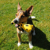 Beco Plush Toy - George the Giraffe Beco Beco Plush Toy - George the Giraffe