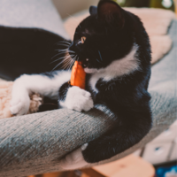 Beco Plush Catnip Toy - Mouse Beco Beco Plush Catnip Toy - Mouse