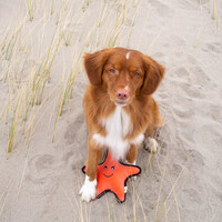 Beco Plush Toy - Sindy the Starfish Beco Beco Plush Toy - Sindy the Starfish