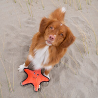 Beco Plush Toy - Sindy the Starfish Beco Beco Plush Toy - Sindy the Starfish