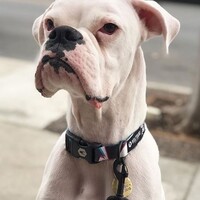 Wolfgang - Block43 Leash Wolfgang Wolfgang - Block43 Leash