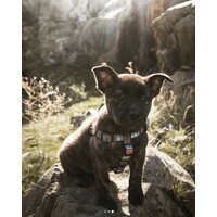 Wolfgang - NativeLines Harness Wolfgang Wolfgang - NativeLines Harness