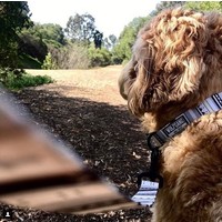 Wolfgang - WhiteOwl Leash Wolfgang Wolfgang - WhiteOwl Leash