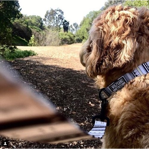 Wolfgang Wolfgang - WhiteOwl Leash