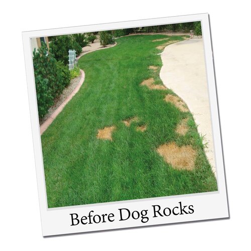 Dogrocks Dog Rocks