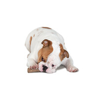 Dogwood Durable Stick Petstages Dogwood Durable Stick