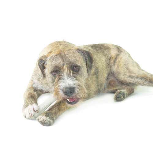 Petstages Deerhorn