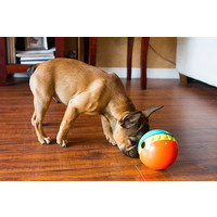 Treat Chaser Outward Hound Treat Chaser