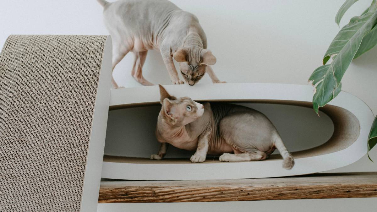 The purchase of a scratching furniture
