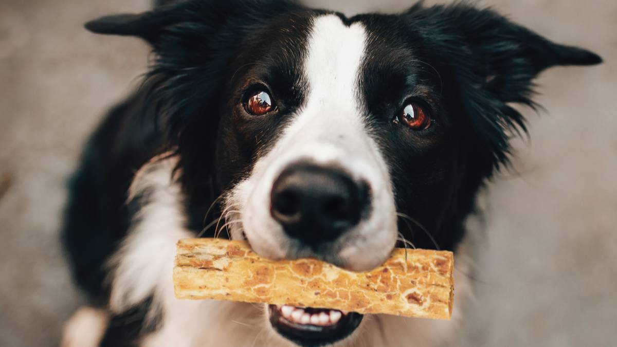 An Alternative for Rawhide? 