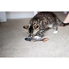 Jolly moggy Jolly moggy natural catnip trout Jolly moggy Jolly moggy natural catnip trout